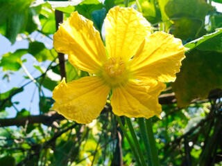 Pumpkin flower looking beautiful around green leaf