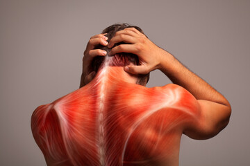 Top back anatomy, human muscle illustration