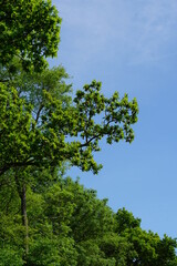 Tree, blue sky, spring in UK, taken in Suffolk in May 2020