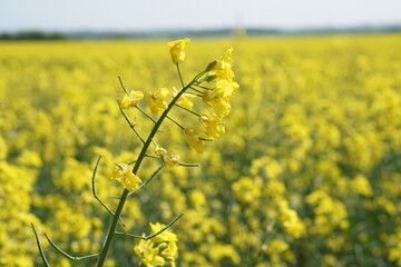 Obraz premium Rapeseed fields in flower, Suffolk, UK. 2020