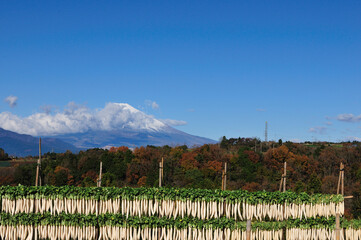 富士山と大根干し