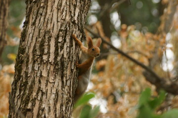 squirrel on a tree