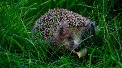 Hedgehog in the long grass