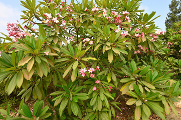 flowering plant Plumeria rubra  This fragrance is similar to that of rose, citrus, and cinnamon
