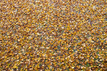 Autumn natural texture of yellow leaves on the water surface. Colorful maple leaves lie on the grass in autumn.