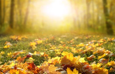Türaufkleber Sonnenlicht im herbstlichen Wald. Buntes Laub im Park. Fallende Blätter natürlichen Hintergrund. Schöne Herbstlandschaft mit gelben Bäumen, grünem Gras und Sonne. © Lilya
