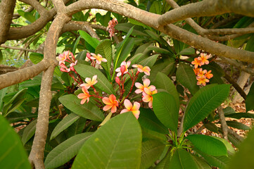 flowering plant Plumeria rubra  This fragrance is similar to that of rose, citrus, and cinnamon
