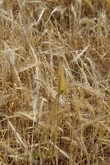 Barley field, ripen