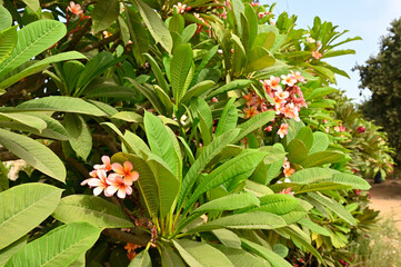flowering plant Plumeria rubra  This fragrance is similar to that of rose, citrus, and cinnamon

