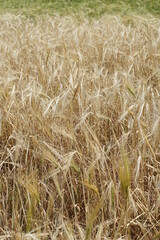 Barley field, ripen