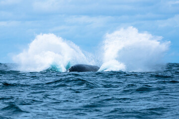 Giant watersplash after Humpback whale breached out of the ocean waters and jumped straight in with his fin and back coming on the surface in Mexico