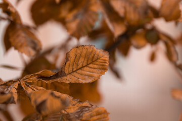 autumn leaves background