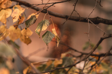 autumn leaves background