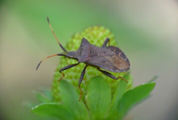 Coreus bug insect of the Corinae family on green strawberry.