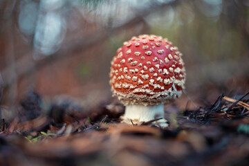 Amanita muscaria, commonly known as the fly agaric or fly amanita.