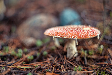 Amanita muscaria, commonly known as the fly agaric or fly amanita.