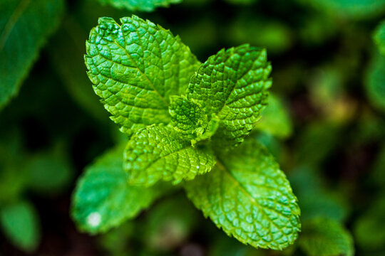 Natureza verde, flores e plantas do jardim