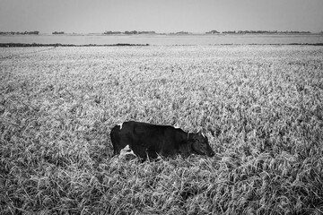 Cow in crop field