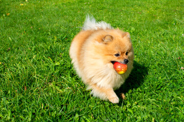 A purebred Pomeranian runs through the green autumn grass with an Apple in its mouth.