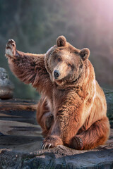 big brown bear sitting and waving