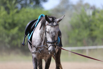 Beautiful young purebred horse in paddock during training summer time