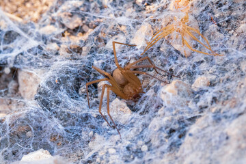 spider on a branch