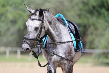 Beautiful young purebred horse in paddock during training summer time