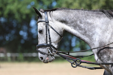 Close up of a grey colored saddle horse during training outdoors