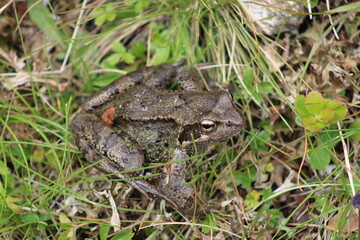 Frog sitting on a meadow