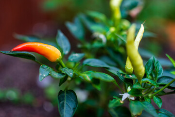 Natureza verde, flores e plantas do jardim