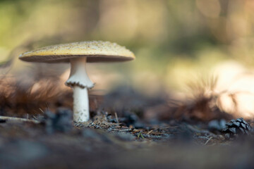 Amanita muscaria, commonly known as the fly agaric or fly amanita.