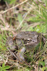 Frog sitting on a meadow