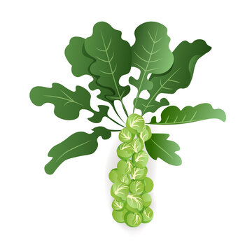 Brussels Sprouts With Leaves On White Background, Isolated. Organic Raw Cabbage. Cruciferous Vegetable Vector Illustration In Cartoon Style.