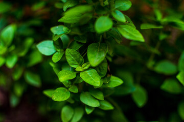 Natureza verde, flores e plantas do jardim