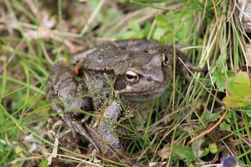 Frog sitting on a meadow