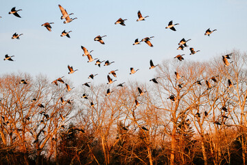 Flock take off