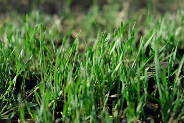 The field of young wheat. Background green grass.
