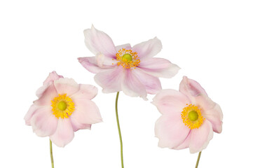 Fototapeta na wymiar Three anemone flowers