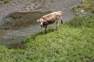 Cows in the Austrian Alps 