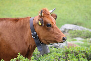Naklejka na ściany i meble Cows in the Austrian Alps 