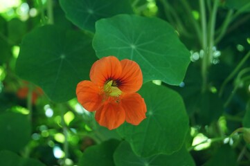 Flor no Caminho de Santiago (rota norte) na aldeia Noja / Espanha