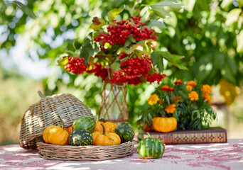Table setting on a rustic farmhouse country table with beautiful autumn decorand with basket mini pumpkins and rowan branches for Thanksgiving Day or Halloween