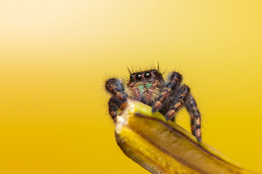 Jumping Spider  Phidippus Audax