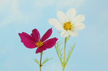 Cosmos flowers against a sky