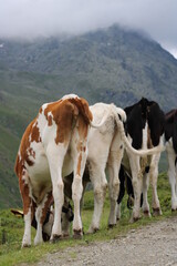 Fototapeta na wymiar Cows in the Austrian Alps 