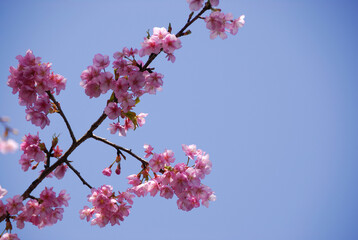 河津桜