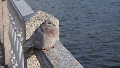Dove, pigeon