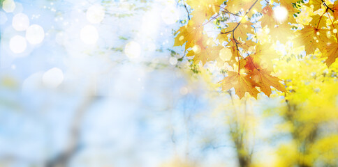 Obraz na płótnie Canvas fall maple leaves