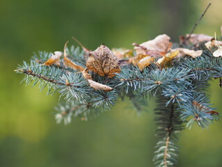 Blue spruce branch