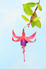 Fuschia against blue sky